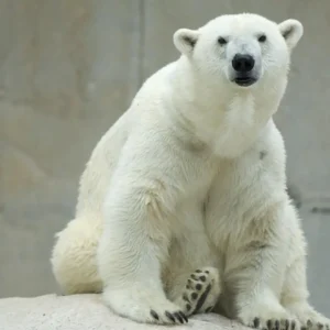 Hoe nieuwsgierig zijn de organisatiecultuur versterkt